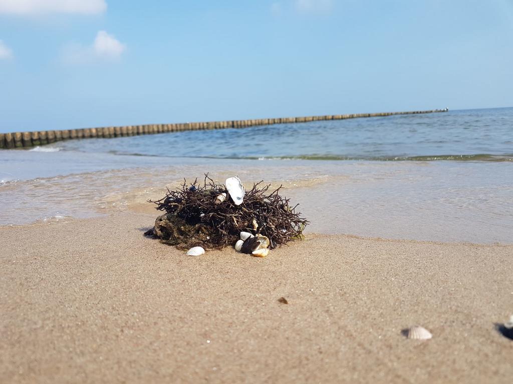 Ferienwohnung Strandwurzel Zempin Eksteriør bilde